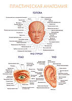 Пластическая анатомия. Голова. Глаз. Ухо - плакат