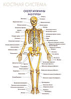 Костная система. Скелет мужчины (вид спереди) - плакат