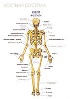 Костная система. Скелет (вид сзади) - плакат