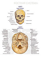 Костная система. Череп (вид спереди). Череп (вид снизу) - постер