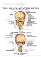 Кісткова система. Передня частина черепа та шийний хребець у розрізі - постер