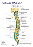 Суставы и связки. Позвоночник - плакат