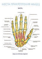 Места прикрепления мышц. Кисть - постер
