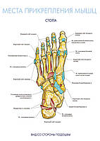 Места прикрепления мышц. Стопа (вид со стороны подошвы) - постер