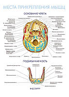 Места прикрепления мышц. Основание черепа. Подъязычная кость - плакат