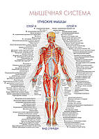 Мышечная система. Глубокие мышцы - плакат