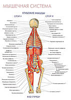 Мышечная система. Глубокие мышцы (вид спереди) - плакат