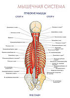 Мышечная система. Глубокие мышцы. Слой IV. Слой V (вид сзади) - плакат