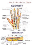 Мышечная система. Компоненты кисти. Компоненты пальца - постер