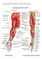 Мышечная система. Мышцы руки и кисти - постер
