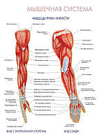 Мышечная система. Мышцы руки и кисти - плакат