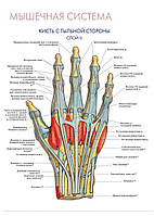Мышечная система. Кисть с тыльной стороны (слой II) - плакат