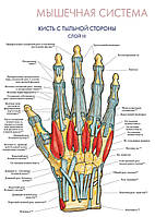 Мышечная система. Кисть с тыльной стороны (слой III) - плакат
