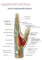Мышечная система. Кисть с медиальной стороны - постер
