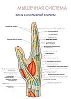 Мышечная система. Кисть с латеральной стороны - постер