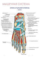 Мышечная система. Стопа с тыльной стороны (слой I) - постер