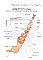 Мышечная система. Микроструктура мышцы - постер