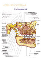 Нервная система. Тройничный нерв - постер