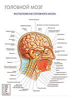 Головний мозок. Розташування головного мозку плакат