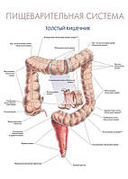 Пищеварительная система. Толстый кишечник - постер