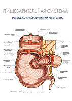 Пищеварительная система. Илеоцекальный сфинктер и аппендикс - плакат