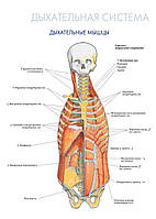 Дыхательная система. Дыхательные мышцы - плакат