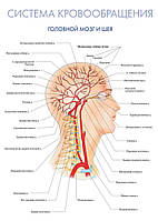 Система кровообращения. Головной мозг и шея - постер