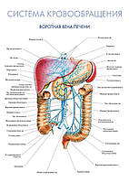 Система кровообращения. Воротная вена печени - плакат