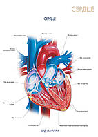 Серце (вигляд зсередини) плакат