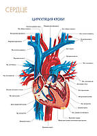Серце. Циркуляція крові – плакат