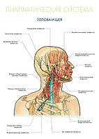 Лимфатическая система. Голова и шея - постер