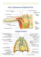 Лимфатическая система. Рука, подмышка и грудная клетка. Сердце и легкие - постер