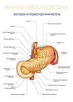Лімфатична система. Шлунок та підшлункова залоза - плакат
