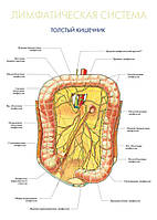 Лимфатическая система. Толстый кишечник - плакат