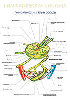 Лимфатическая система. Лимфатические узлы и сосуды - плакат