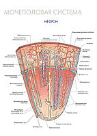 Мочеполовая система. Нефрон - плакат