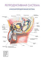 Репродуктивная система. Мужская репродуктивная система - постер