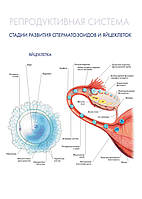 Репродуктивная система. Стадии развития сперматозоидов и яйцеклеток - постер