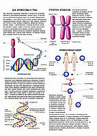ДНК, хромосомы и гены. Структура хромосом. Хромосомный набор - постер
