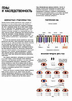 Гены и наследственность - плакат