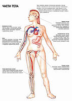 Частини тіла (жіночі) плакат