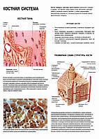 Костная система. Костная ткань - постер