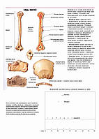 Костная система. Виды костей - постер