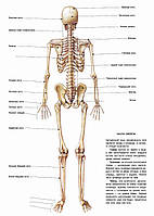 Кости: скелет (вид сзади) - постер
