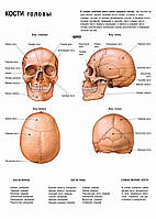 Кістки голови плакат
