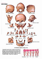Кости головы. Соотношение размеров головы и тела - плакат