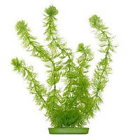 HORNWORT 20см пластикова рослина m