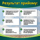 Для потенції й ерекції, від простатиту ЗОЛОТИЙ КОНЕК No100, фото 3