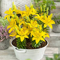 Набір 5 шт Лілія Азіатська низька Tiny Ranger 16/18