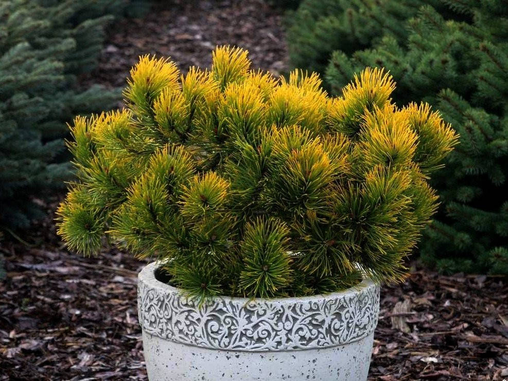 

Сосна гiрська Голден Глоу 25 см / Сосна горная Голден Глоу / Pinus mugo Golden Glow